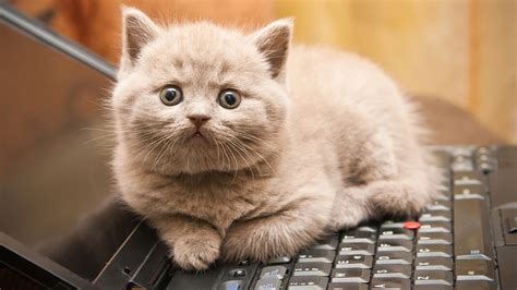 マイクロソフト キーボード: なぜ猫はタイピングを学ばないのか？